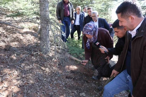 Sedir mantarının geleceği için uyarı: &quot;Her mantar toplanmaz&quot;
