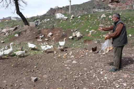 Şehirde renkli g&ouml;r&uuml;nt&uuml;ler oluşturan firari kazlar, yuvalarında g&ouml;r&uuml;nt&uuml;lendi
