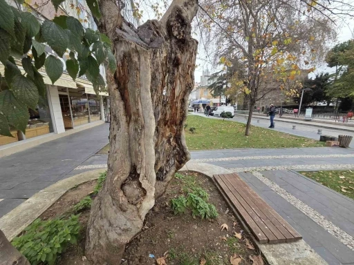 Şehirdeki 20 anıt ağa&ccedil;tan biri olan &ccedil;ınar, g&ouml;vdesi olmadan dış kabuğu &uuml;zerinde duruyor
