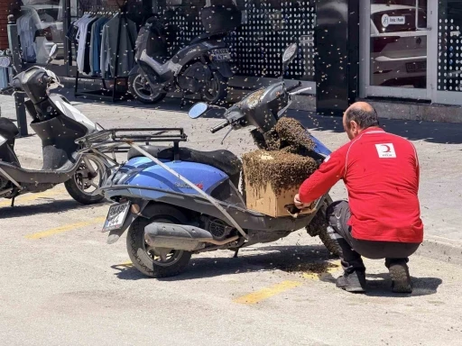 Şehrin g&ouml;beğinde oğul veren arılar ilgi odağı oldu
