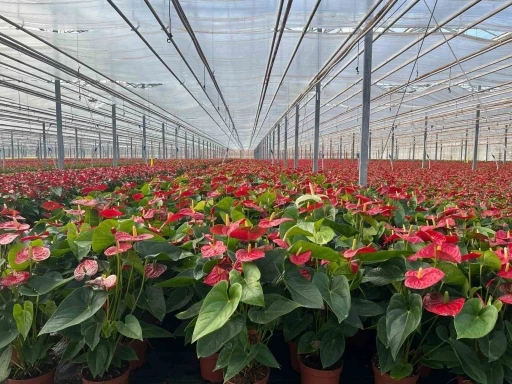 Seralarda modern &uuml;retim: Tonlarca salatalık ve s&uuml;s bitkisi &uuml;retimi
