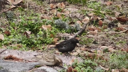 Ser&ccedil;e s&uuml;r&uuml;s&uuml;n&uuml;n arasında g&ouml;rd&uuml;ler, ismini &rsquo;K&ouml;m&uuml;r&rsquo; koydular

