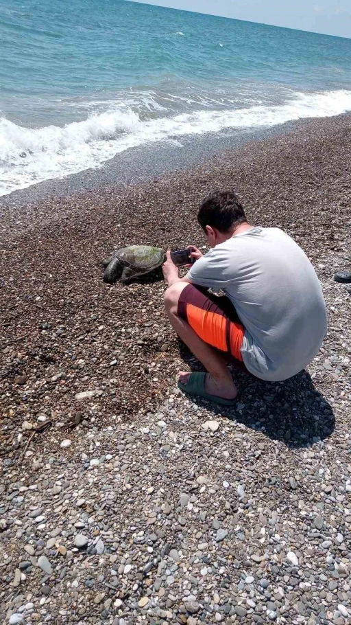 Serik’te ölü caretta caretta sahile vurdu
