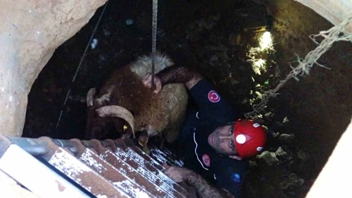Seslerini k&uuml;&ccedil;&uuml;k &ccedil;ocuk duydu, &ccedil;alındı sanılan 2 koyun d&uuml;şt&uuml;kleri 5 metrelik kuyudan kurtarıldı
