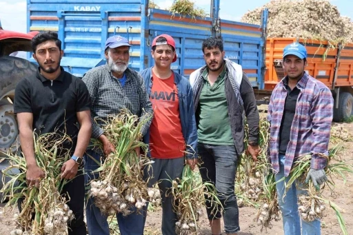 Sevdiğiyle evlenmek i&ccedil;in tarlada başlık parasına &ccedil;alışıyor
