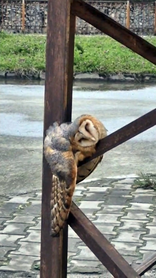 Sevimli Baykuş sokak direğinde uyuya kaldı
