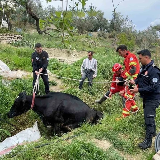 Seydikemer&rsquo;de mahsur kalan inek itfaiye ekipleri tarafından kurtarıldı
