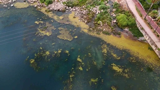 Seyhan Nehri yosun akınına uğradı, çöplerle doldu
