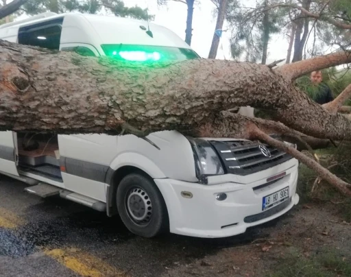 Seyir halindeki minibüsün üstüne ağaç devrildi

