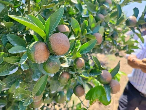 Sıcağın yaktığı narenciyelerde ‘Akdeniz Meyve Sineği’ uyarısı
