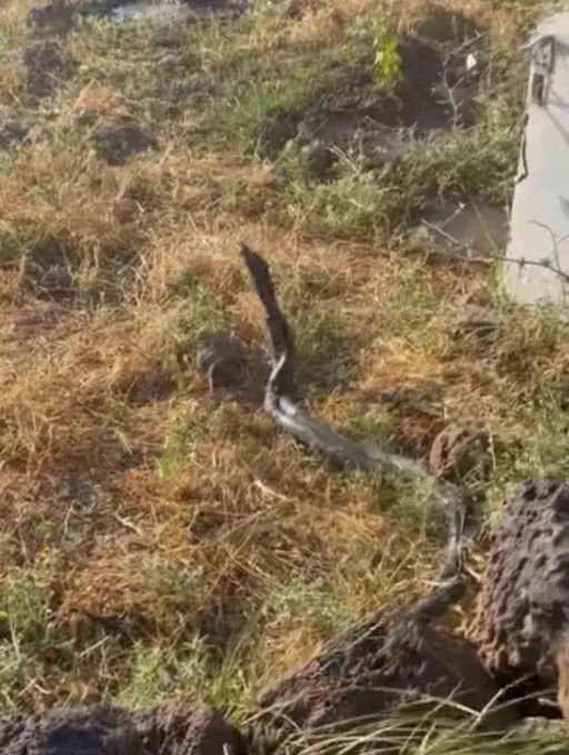 Sıcak hava devasa yılanları ortaya &ccedil;ıkardı
