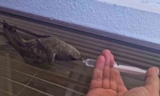 Sıcaktan bitkin d&uuml;şen ebabil kuşu, su ile yeniden hayata tutundu
