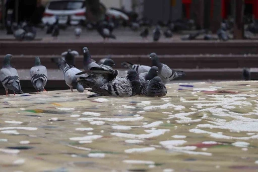 Sıcaktan bunalan g&uuml;vercinler s&uuml;s havuzunda serinledi
