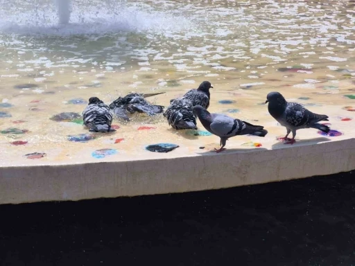 Sıcaktan bunalan g&uuml;vercinler s&uuml;s havuzunda serinledi
