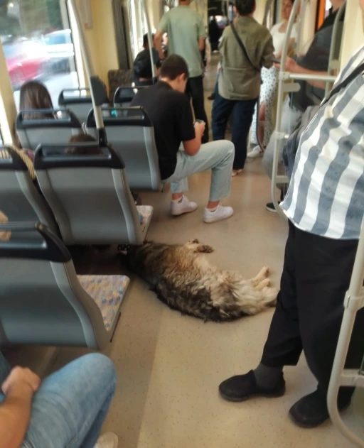 Sıcaktan bunalan köpek tramvaya sığındı
