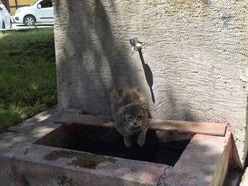 Sıcaktan bunalan sokak kedisi tarihi &ccedil;eşmenin altında serinlemeye &ccedil;alıştı
