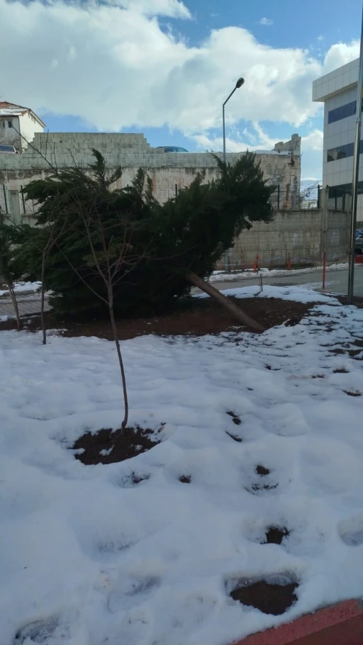 Şiddetli r&uuml;zgar hastane bah&ccedil;esindeki &ccedil;am ağacını devirdi
