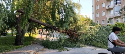 Şiddetli r&uuml;zgar parktaki ağacı devirdi
