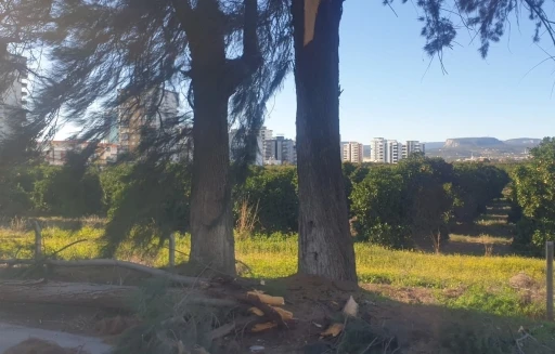 Şiddetli r&uuml;zgarda kırılan ağa&ccedil; yola devrildi
