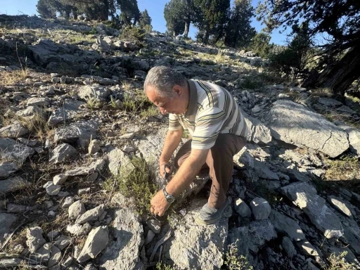 Şifalı taş kekiği için bin 800 rakımlı yaylaya çıkıyorlar

