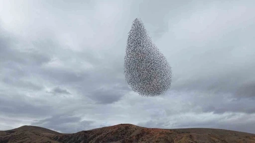 Sığırcık kuşlarından g&ouml;rsel ş&ouml;len
