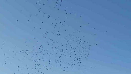 Sığırcık kuşlarının gökyüzündeki dansı mest etti
