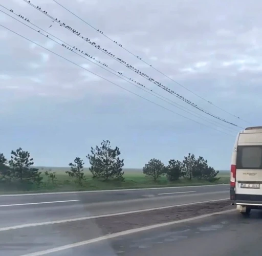 Sığırcıkların erken bahar provası
