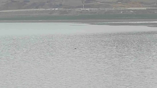 Sıhke G&ouml;leti&rsquo;ne giren inek telef oldu
