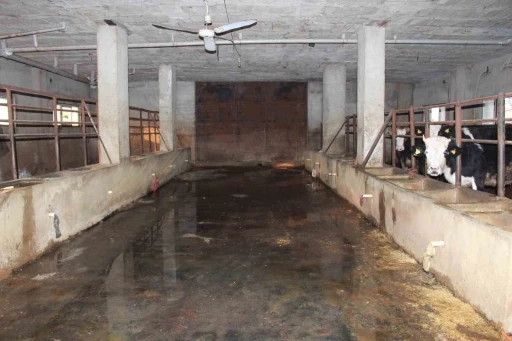 Siirt&rsquo;te 3 bu&ccedil;uk ayda 54 b&uuml;y&uuml;kbaş hayvanı telef olan besicinin zararı 8 milyon lirayı buldu
