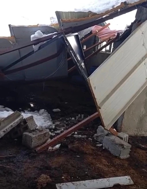 Siirt&rsquo;te 5 buzağı &ccedil;&ouml;ken &ccedil;atının altında kalarak telef oldu
