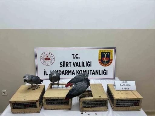 Siirt&rsquo;te 8 jako papağan ele ge&ccedil;irildi
