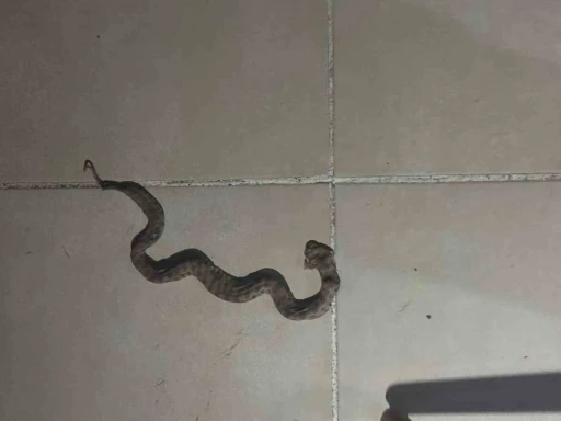 Siirt&rsquo;te apartmanda g&ouml;r&uuml;len yılan paniğe neden oldu
