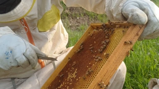 Siirt&rsquo;te arıcıların yayla mesaisi başladı
