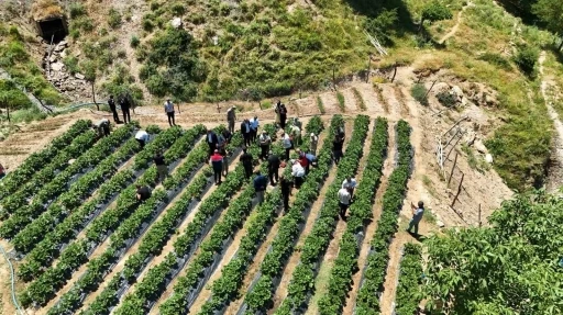 Siirt&rsquo;te &ccedil;ilek hasadı
