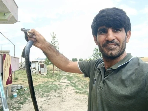 Siirt&rsquo;te evine giren yılanı eliyle yakaladı
