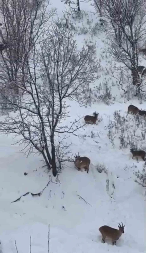 Siirt&rsquo;te yaban ke&ccedil;ileri s&uuml;r&uuml; halinde g&ouml;r&uuml;nt&uuml;lendi
