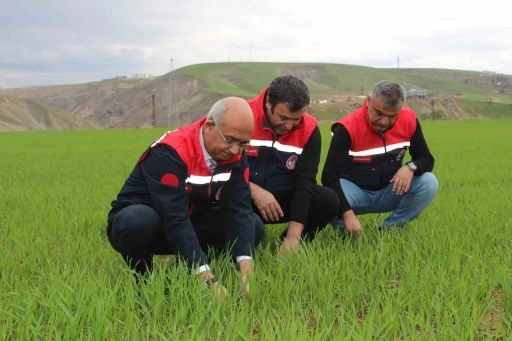 Siirt&rsquo;te yağışlar y&uuml;zde 150 arttı, tarımsal hasıla beklentisi y&uuml;kseldi

