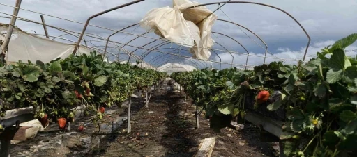 Silifke&rsquo;de hortum seraları yerle bir etti
