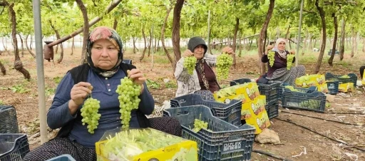Silifke&rsquo;de sezonun ilk &uuml;z&uuml;m&uuml; hasat edildi, kilosu 600 TL&rsquo;den ihra&ccedil; edildi
