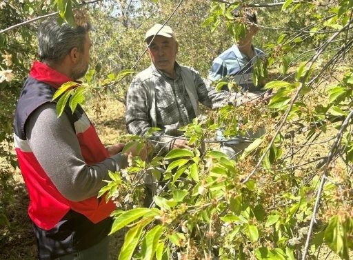 Simav&rsquo;da kiraz ve vişne bah&ccedil;elerinde hastalık tespit &ccedil;alışması
