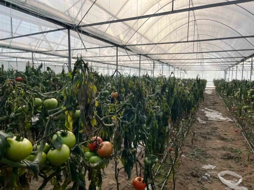 Simav&rsquo;daki seralarda zirai don zarar tespit &ccedil;alışması yapıldı
