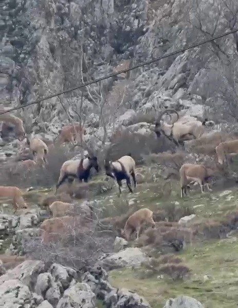 Sincik boğazına dağ ke&ccedil;ileri indi
