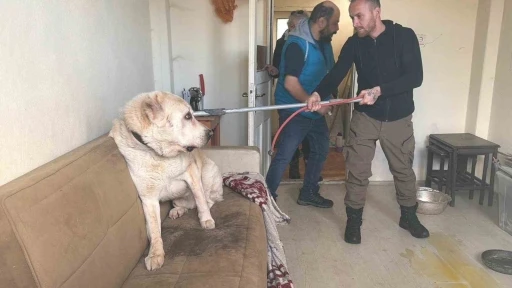 Sınır dışı edilen Rus kadının evinde 4 g&uuml;nd&uuml;r a&ccedil; olan 12 hayvan kurtarıldı
