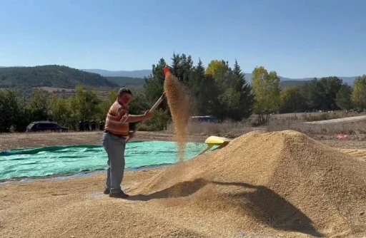 Sinop, çeltik üretiminde Türkiye’de 6’ncı sırada
