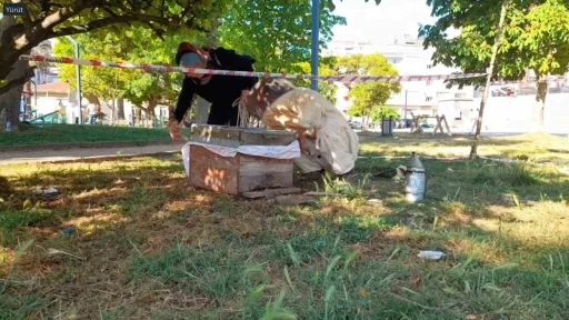 Sinop kent merkezinde arılar ağaca oğul verdi
