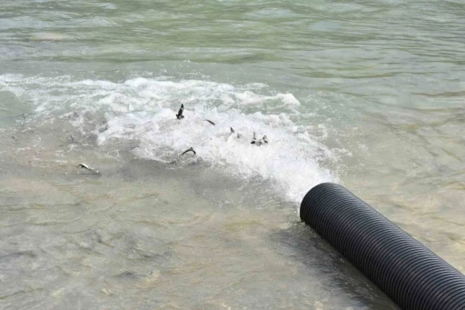 Sinop&rsquo;ta 2 bin adet mersin balığı denize bırakıldı
