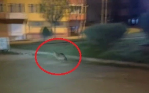 Sinop&rsquo;ta a&ccedil; kalan &ccedil;akal şehir merkezine indi
