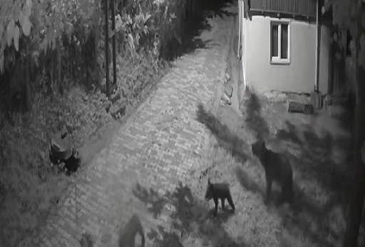 Sinop’ta anne ayı ve yavrularının dut yeme anları kamerada
