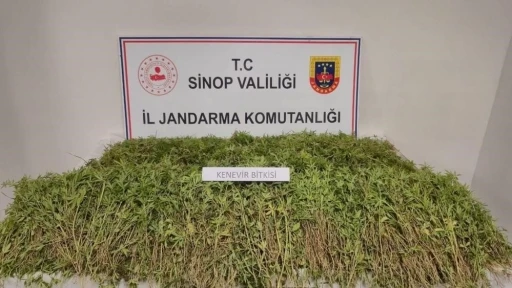 Sinop’ta bahçesinde 31 bin 265 kök kenevir ele geçen vatandaş konuştu: &quot;Yasal ekilen kenevirden dökülen tohumlar&quot;
