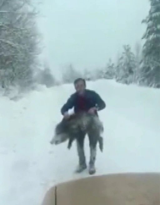 Sinop&rsquo;ta bir vatandaş yaban domuzu s&uuml;r&uuml;s&uuml;ne dalıp eliyle yakaladı

